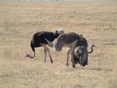 06-Ostriche couple